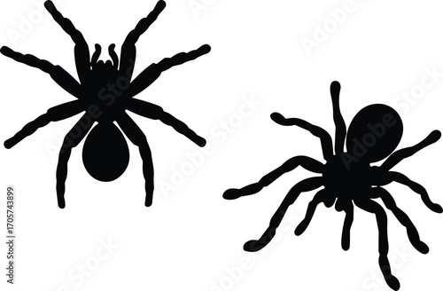 Vector silhouettes of two spiders, black tarantula insect illustrations, isolated arachnid shapes perfect for Halloween, science graphics, nature themes, or creepy decor