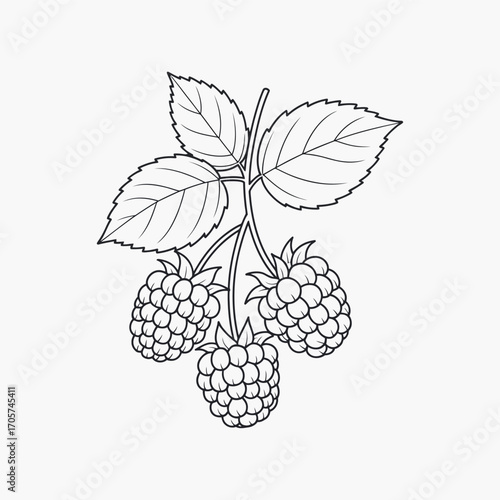 Black and white line art illustration of three raspberries on a branch with leaves raspberry fruit
