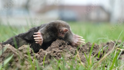 Mole crawling out of molehill above ground. Strong front paws used for digging runs underground. Mole trapping, pest control. Underground creatures damage lawn. Europaea talpa. High quality photo