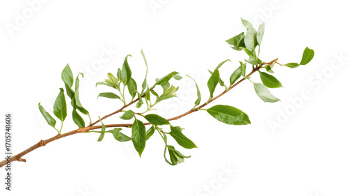 Lush Green Branch with Vibrant Leaves Isolated on Transparent Background