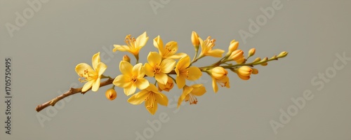 Spring Blossom Against Plain Backdrop