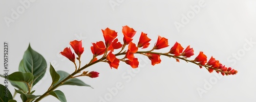 Floating Red Bouquet Against Light