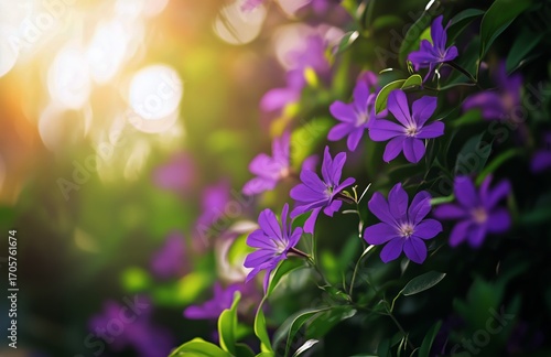 Beautiful Purple Flowers Blooming in a Garden During Golden Hour