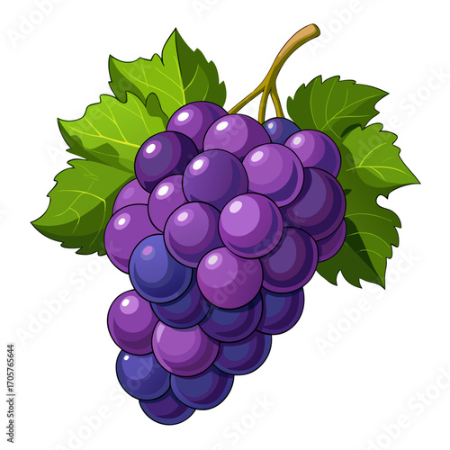 bunch of grapes vector illustration