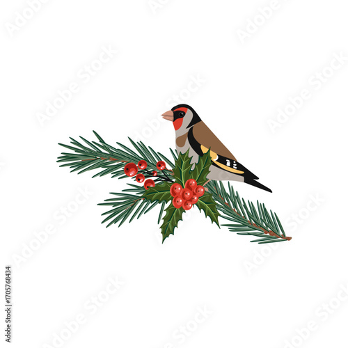 vector drawing Christmas composition, goldfinch bird at fir branch with green needles and holly leaves and red berries, hand drawn illustration