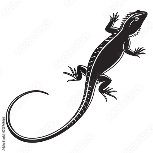 lizard isolated on white