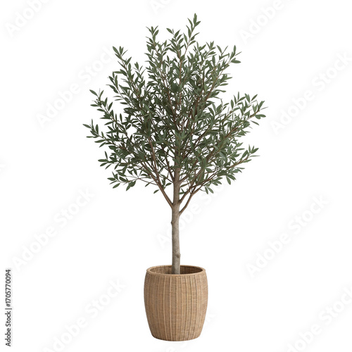 Serene Olive Tree Elegance, Isolated Against Transparency, A Botanical Accent of Peaceful Beauty