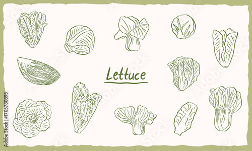 lettuce cabbage green vegetables illustration doodle hand drawn sketch collection