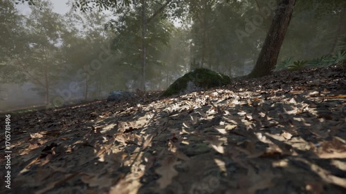 Wallpaper Mural Sunlight streams through the dense canopy of trees, creating a serene atmosphere over the earth covered in fallen leaves and rocks in a tranquil forest setting. Torontodigital.ca