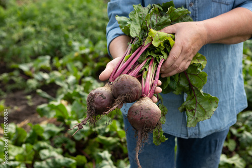 Bunch of fresh beetroot in hands vegetables garden