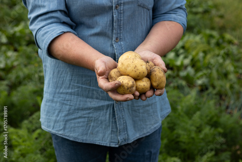 Bunch of fresh yellow potatoes in hands vegetables garden