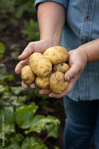 Bunch of fresh yellow potatoes in hands vegetables garden harvesting food