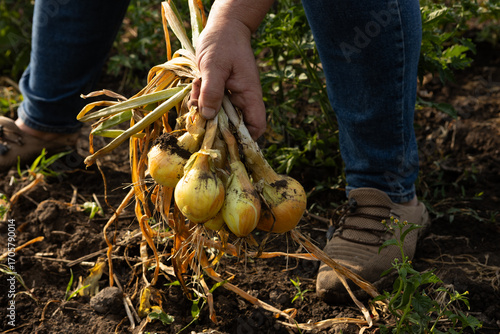 Hands harvesting onions bulb in open ground garden