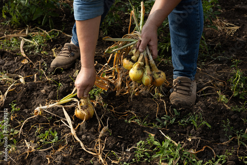 Hands harvesting onions bulb in open ground organic garden