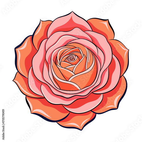 Rosa 'Abraham Darby' vector on white background