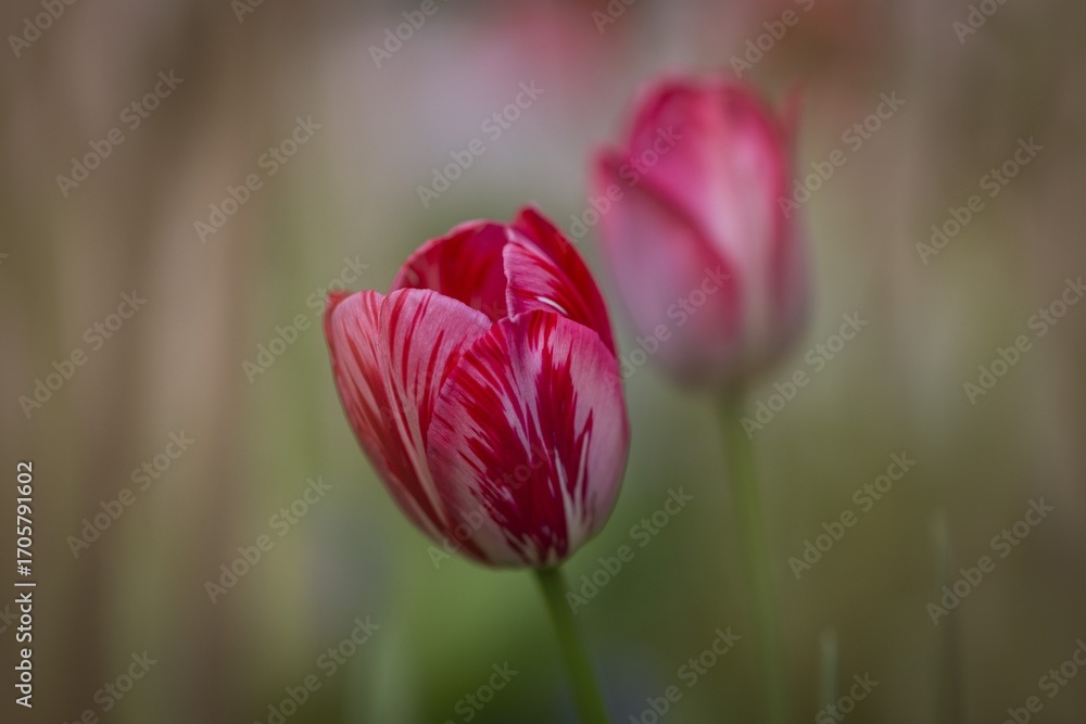 Blooming pink tulips, Baden-Württemberg, Germany Blooming pink tulips, Baden-Württemberg, Germany