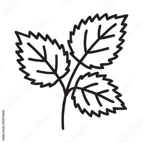 Realistic vector composition of nettles with water droplets on leaves