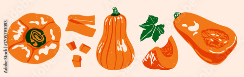 Pumpkin set. Abstract fall gourds vintage style, different cartoon orange butternut squash with green stems leaf, autumn harvest vegetables for Halloween. Vector collection