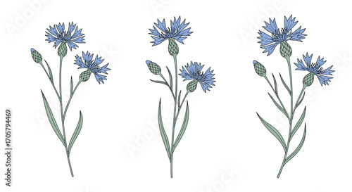 Three blue cornflowers with green stems and leaves arranged in a row.
