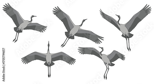 Animated sequence of five graceful cranes in flight.