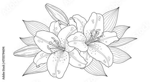 A detailed black and white illustration of a cluster of flowering plants with broad leaves.