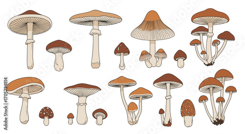 A colorful collection of various edible mushrooms.