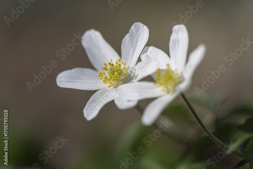 Wood anemone (Anemone nemorosa), Emsland, Lower Saxony, Germany