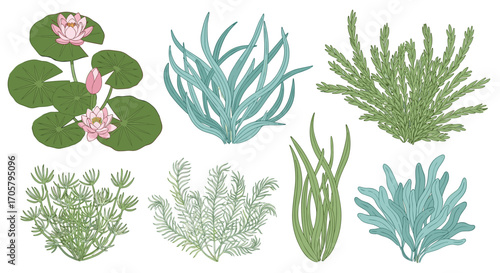 Collection of aquatic plants and water lilies in bloom.