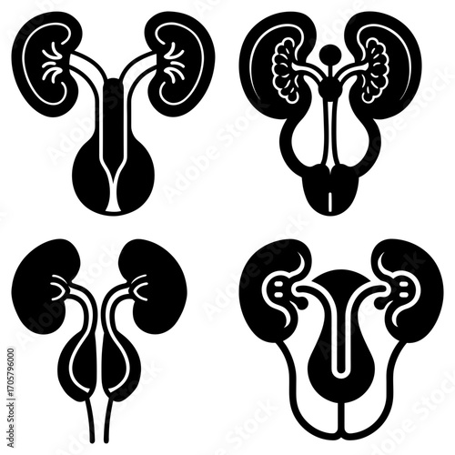 Four stylized black and white illustrations of the human urinary system anatomy in different variations