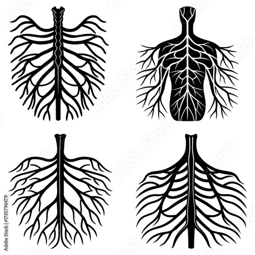 Four black and white anatomical illustrations of human circulatory and nervous systems on a white background