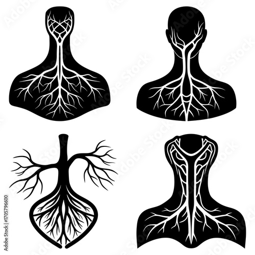 Anatomical illustration showing various human circulatory systems in black and white style design