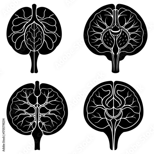 Four anatomical heart cross sections with intricate vein and artery details in black and white artwork