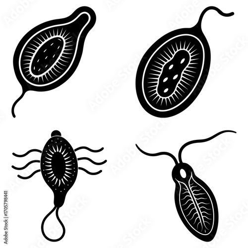 Illustration of four distinct protozoa shapes with various internal structures and flagella visible