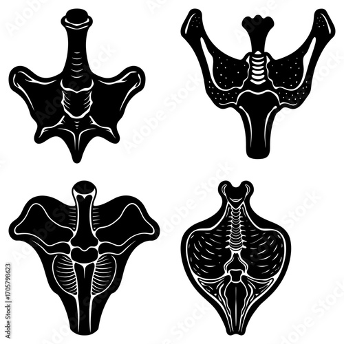 Illustration of four different black and white spinal bones with detailed skeletal structures shown clearly