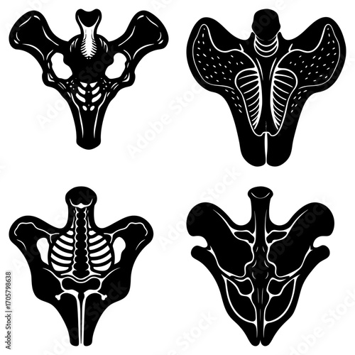 Four stylized skeletal structures in black and white with varying internal bone details are displayed