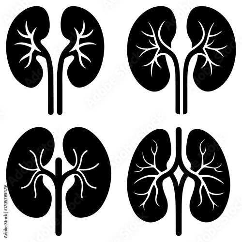 Four kidney illustrations in black and white showing internal structure and organ shape on a white background