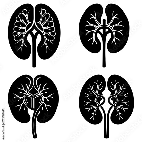 Four stylized kidney illustrations in black and white showcasing internal structures and branching veins