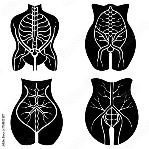 Anatomical illustration showing the circulatory system of the upper and lower body in black and white