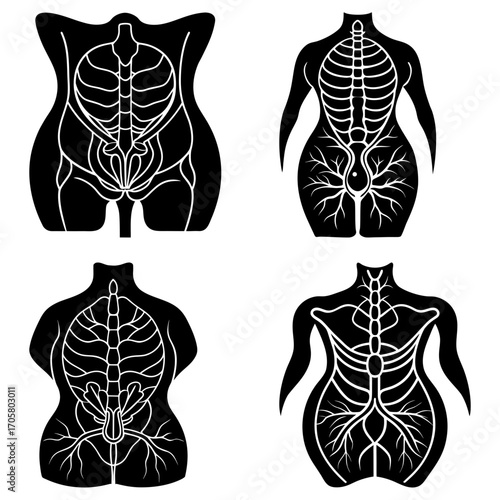 Four anatomical illustrations of human torsos showing skeletal and vascular systems in black and white style