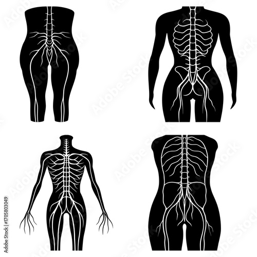 Four anatomical depictions of the human body showing the nervous system in black and white illustration