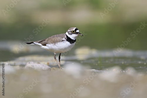 Little Ringed Plover (Charadrius dubius), standing in silt, Aue nature reserve, Reussegg, Sins, Canton Aargau, Switzerland