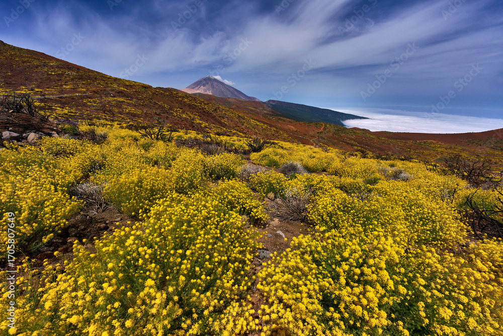 Obraz premium Charred shrub and Teide backdrop