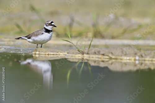 Little Ringed Plover (Charadrius dubius), standing in silt, Aue nature reserve, Reussegg, Sins, Canton Aargau, Switzerland