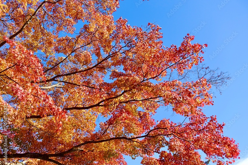 Fototapeta premium 青空に映える紅葉