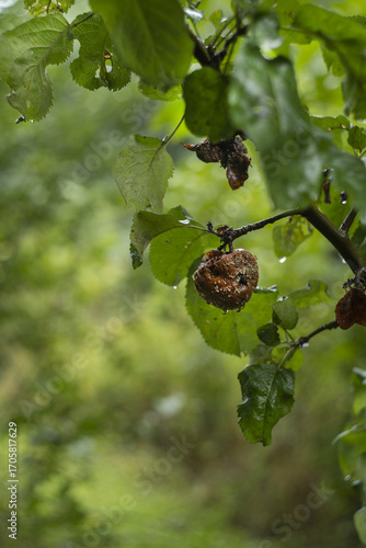 Rotten apple hanging on a branch after rain