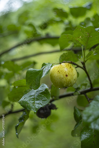 Green apple ripening on a branch