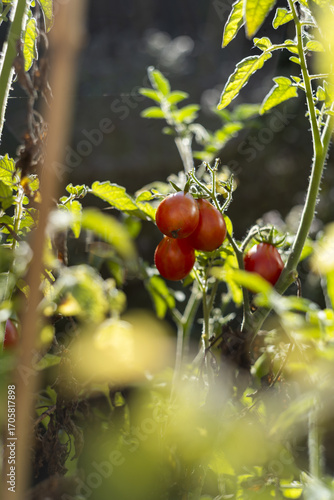 Tomatoes ripening in sunlight