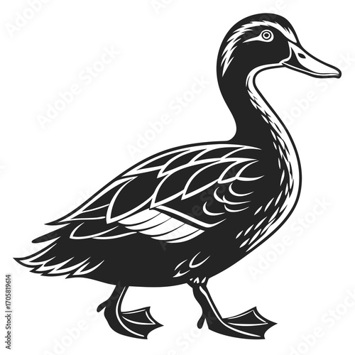 duck isolated on white background