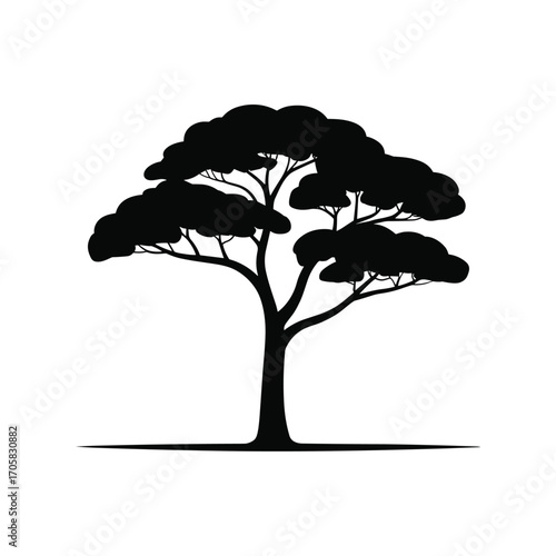 Silhouette of a unique acacia tree with spreading branches and a lush canopy
