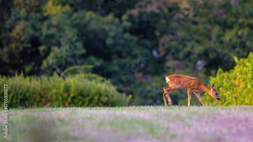 Roe deer, capreolus capreolus, forages and looks around the misty meadow in the early morning. Unconscious female wild animals with orange fur grazing on the hay field in summer.